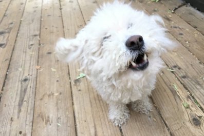 Hysterics As Dog Refuses To Go Potty Unless Owner Gives Him Privacy