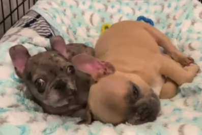 Moment Rescue Puppies From Different Moms Snuggle Upâ'Finally Feeling Safe'