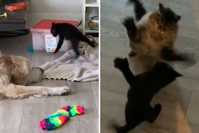 Giant-pawed kitten bullies every animal in the house: 'Chosen violence'