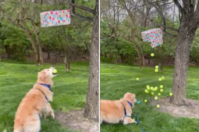 Dog Enjoying Own PiÃ±ata With Favorite Toy Wins Pet of the Week