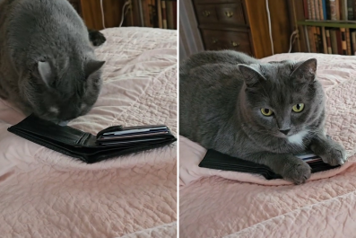 Tears at Cat's Heartbreaking Reaction to Late Owner's Wallet