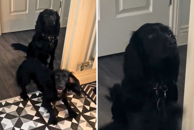 'Good Boy' Dog Silently Judges the New Puppy Owner Tried to 'Rehabilitate'