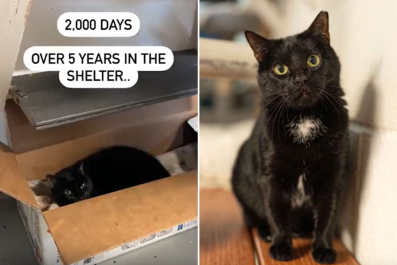 Cat Waiting Over 2,000 Days in Shelter Hoping To Be Adoptedâ'It's Her Turn'