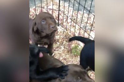 Moment Labrador Puppy Decides to 'Give Up' Right Before Owners Pick Her