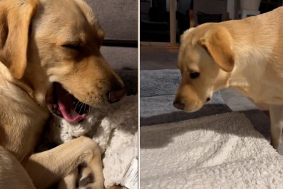 Hysterics As Dog Demands Perfectly Folded Blanket Before Sitting