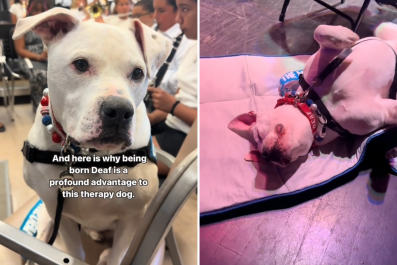 Deaf Pup Lives His Best Life As Elementary School Therapy Dog