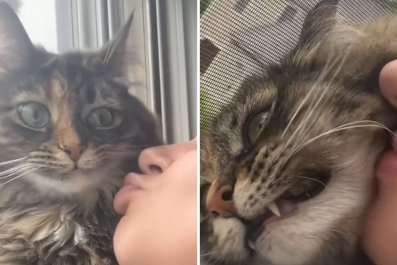 Watch Cat's Disgusted Reaction to Owner Trying To Kiss Her: 'So Humbling'