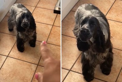 Groomer Realizes Spaniel Has Unusual Singing Talentâ'Want To Break Free'