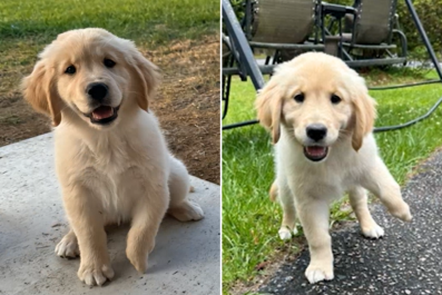 Internet in Tears as 'Unique' Puppy Born With Claw Foot Finds a Loving Home