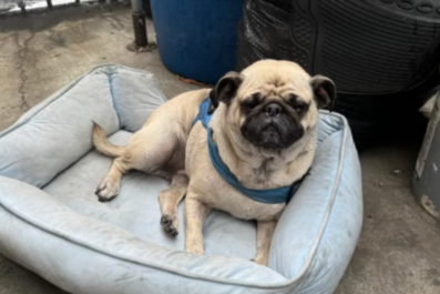 Woman Has Best Response to Pug Abandoned at Boyfriend's Workâ'Welcome Home'