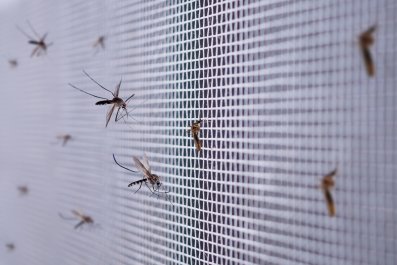 Owners Install Screen to Keep Bugs Out, But Dog Has Different Idea