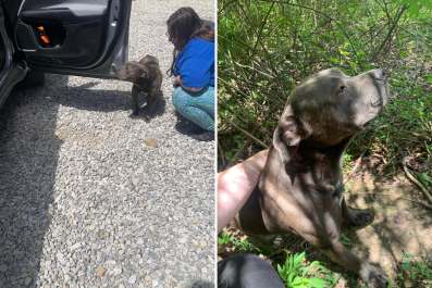 Abandoned Dog Leads Rescuers to Body of Pit Bull Hanged From a Tree