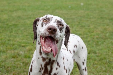 Owner Takes Velcro Dog To Explore Huge Field, It Doesn't Go As Expected