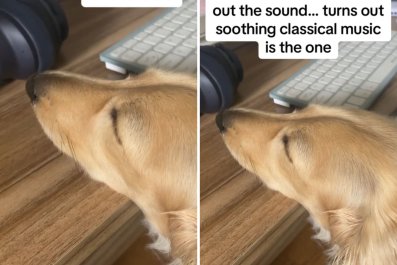 Dog 'Terrorizing' Builders Refuses to Calm Down, Then Owner Plays One Song