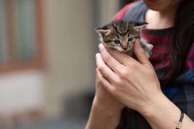 Hearts Melt As Cat Distribution System Finds Woman: 'Been Waiting Forever'