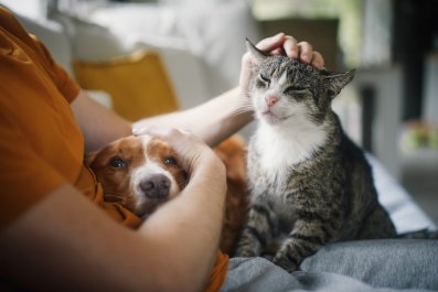 100,000 Pet Owners to Lose Insurance