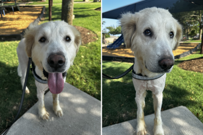 Rescue Dog With Rope Embedded in Neck Goes From 'Feral' to Adopted in Weeks