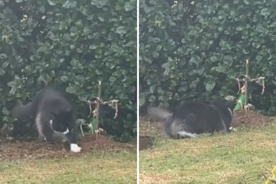 Owner's 'Heart Is Breaking' As Grieving Cat Tries To Dig Up Brother's Grave