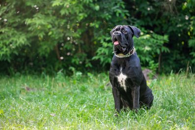 Dog's Perfect Timing With New Toy Leaves Internet In Stitchesâ'Learns Fast'