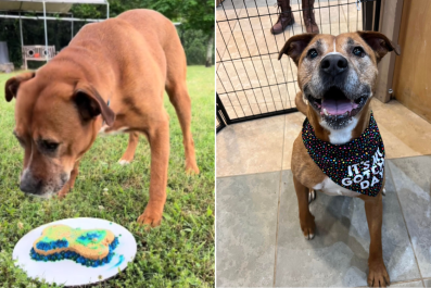 Senior Shelter Dog With 'Everything Going Against Him' Gets Happy Ending