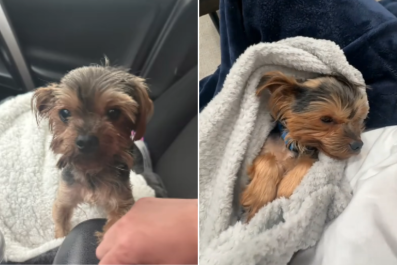 How Yorkie Abandoned in the Street Lets New Owner Know He's Hers Now