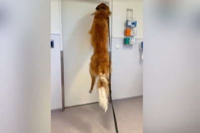 Owner Spends $400 on Vet VisitâCan't Believe What Dog Does When They Arrive