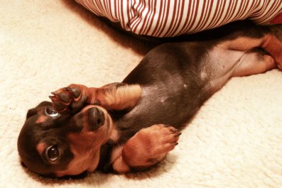 Dachshund Insisting Human Must Not Stop Petting Has Internet in Stitches