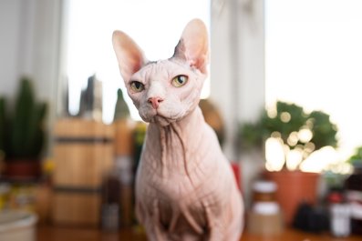 Hysterics Over The Difference Between Sphynx Cat And Maine Coon In The Cold