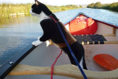 Cat Wearing Life Jacket Greets Kayakers in Heartwarming Video: 'I'd Melt'