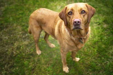 Labrador Pulls Dog Walker Into Nettle Bush, Owners Discover Her Revenge