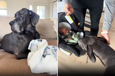 Mom 'Worried' How Great Dane Would React to Newborn Had Nothing to Fear