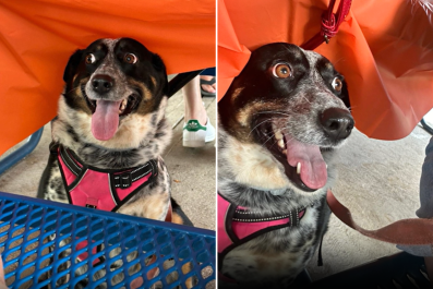 Internet Obsessed With 'Dramatic' Dog Who Hides Under Table During Party