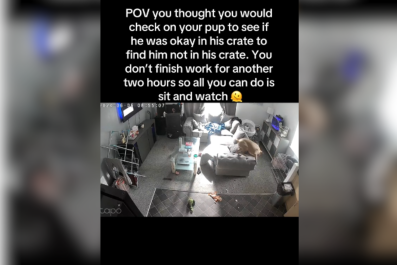 Woman at Work Checks Cam, Forced to Watch Chaos Unfold as Dog Escapes Crate