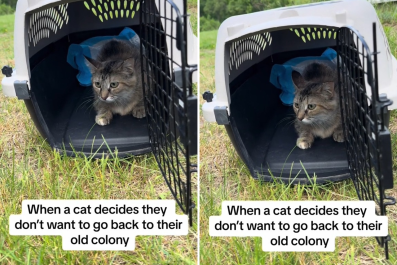 Moment Stray Cat Decides Not to Return to Colony After Taste of Indoor Life