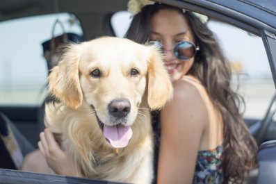 'Clingiest' Golden Retriever Refusing to Sit Alone in Car Melts Hearts