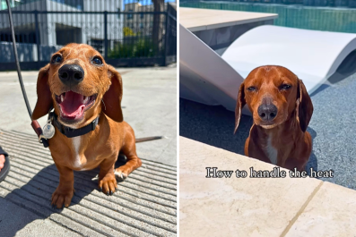 Sausage Dog Who Hates Swimming Has Hilarious Hack to Handle the Heat