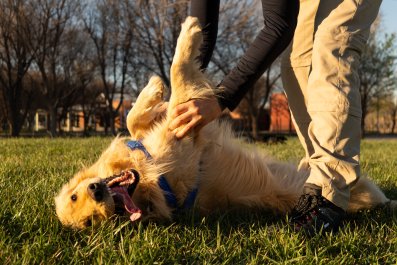 Man Tries To Get Golden Retriever in Car, but He's Not Ready To Go Home Yet