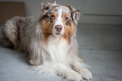 Dog Owner Ponders Mystery of Chewed Marker Pen, but There's a Clear Suspect