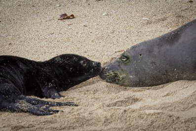 Endangered Hawaiian Monk Seal Pup Mauled to Death by Dogs