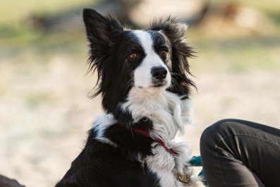 Owner Discovers Service Dog Trained to Get Her Water Has Secret Snack Habit