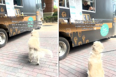 Golden Retriever Politely Asks 'Best Friend' Food Truck Worker for Pup Cup