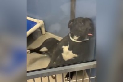 Tears at What Shelter Dog Does When 'Someone Finally Notices' Her