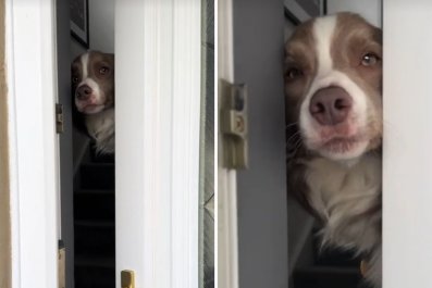 Woman in Hysterics at How Dog Answers the Door 'Every Time' She Comes Home