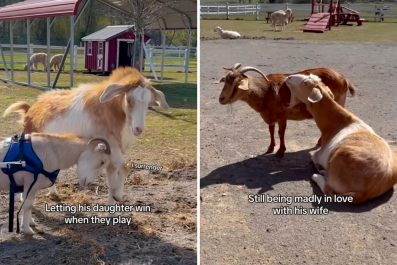 All the 'Wholesome Things' Goat Dad Does for His Disabled Daughter