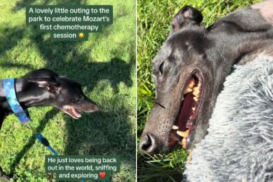 Watch Dog's Joy as He Finally Plays in the Park After Losing Leg to Cancer