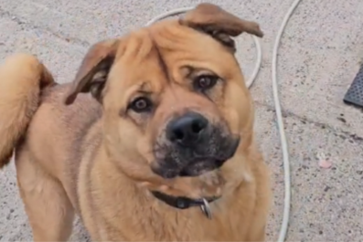 Dog Dumped by Owner Spends 16 Months in Shelter Without Adoption Interest