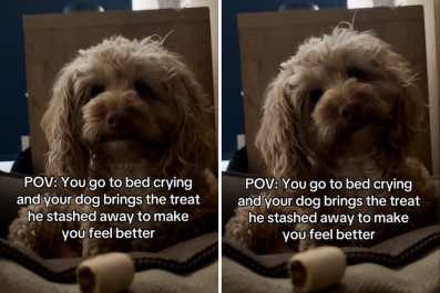 Woman Goes To Bed Crying, Hearts Melt At What Dog Brings Her: 'Feel Better'