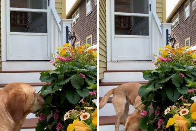 Woman Sets Up Camera to Catch Strawberry Thief, Quickly Finds the Culprit