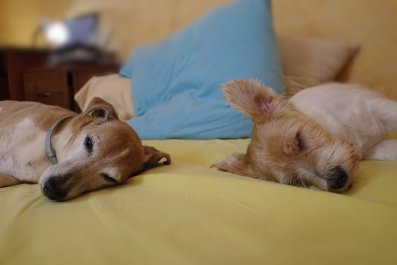 Adopted Dog's Reaction To Chihuahua Sibling Stealing His Bed Melts Hearts