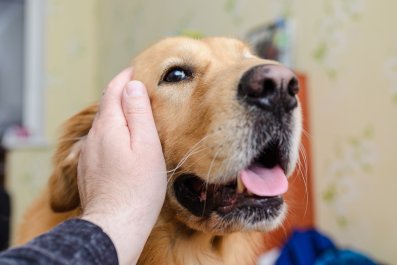 Internet Obsessed With Golden Retriever Learning How to 'Whisper Bark'